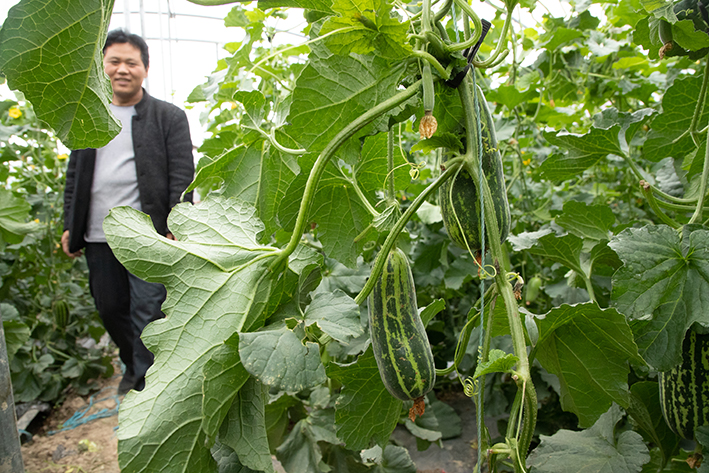 返乡创业青年种植大户,返乡种植养殖创业青年