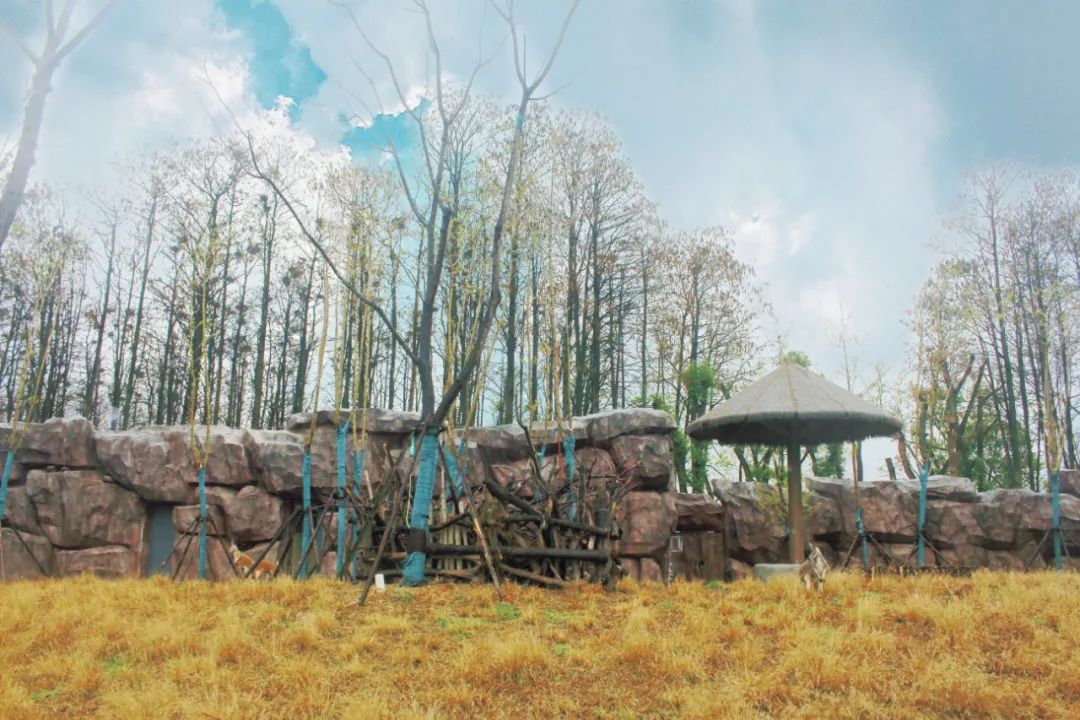 武汉动物园最新今天的消息,武汉动物园春节营业时间