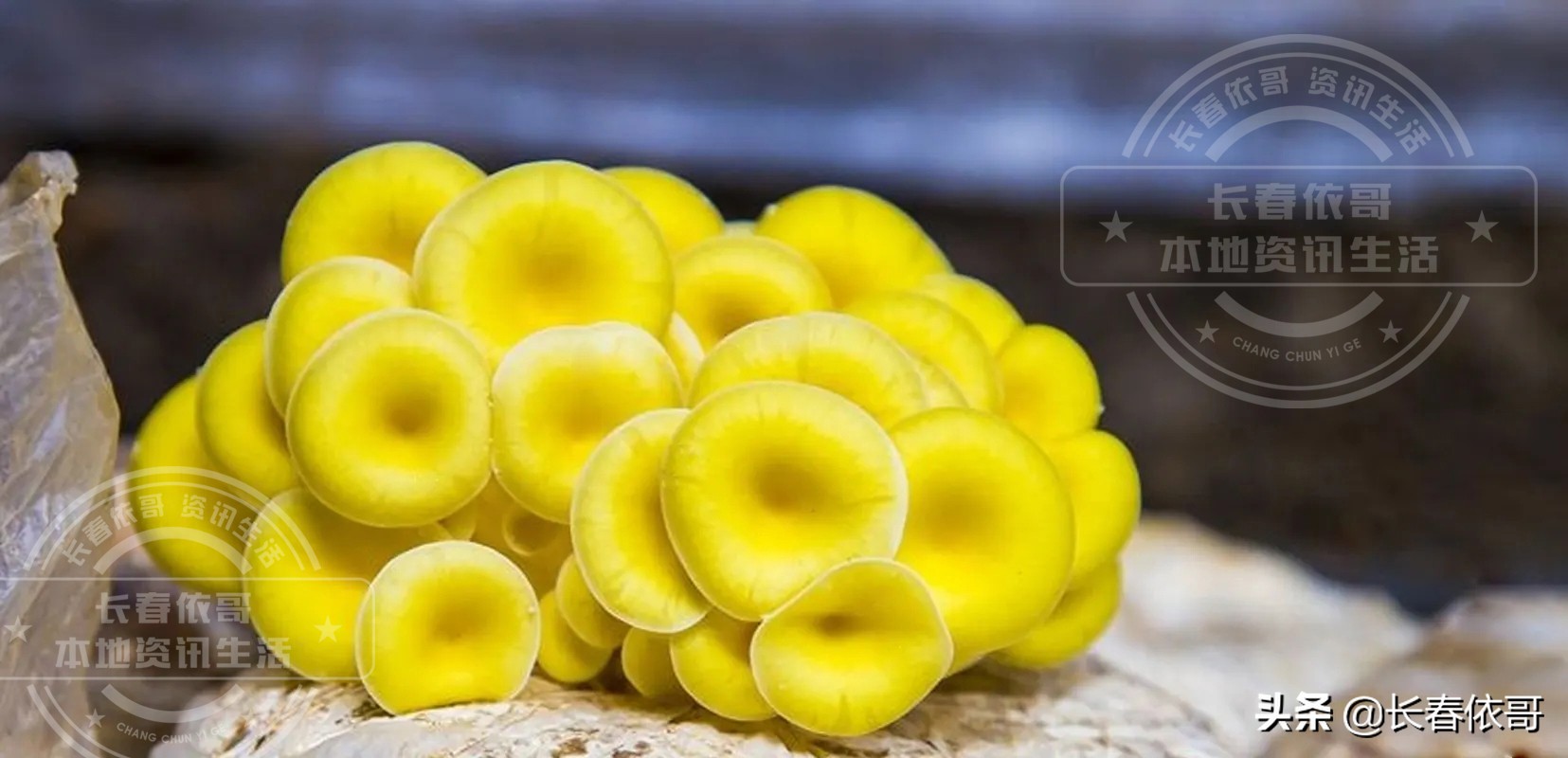 长白山脉的野山珍红蘑,纯天然大山里的野生菌类榛蘑