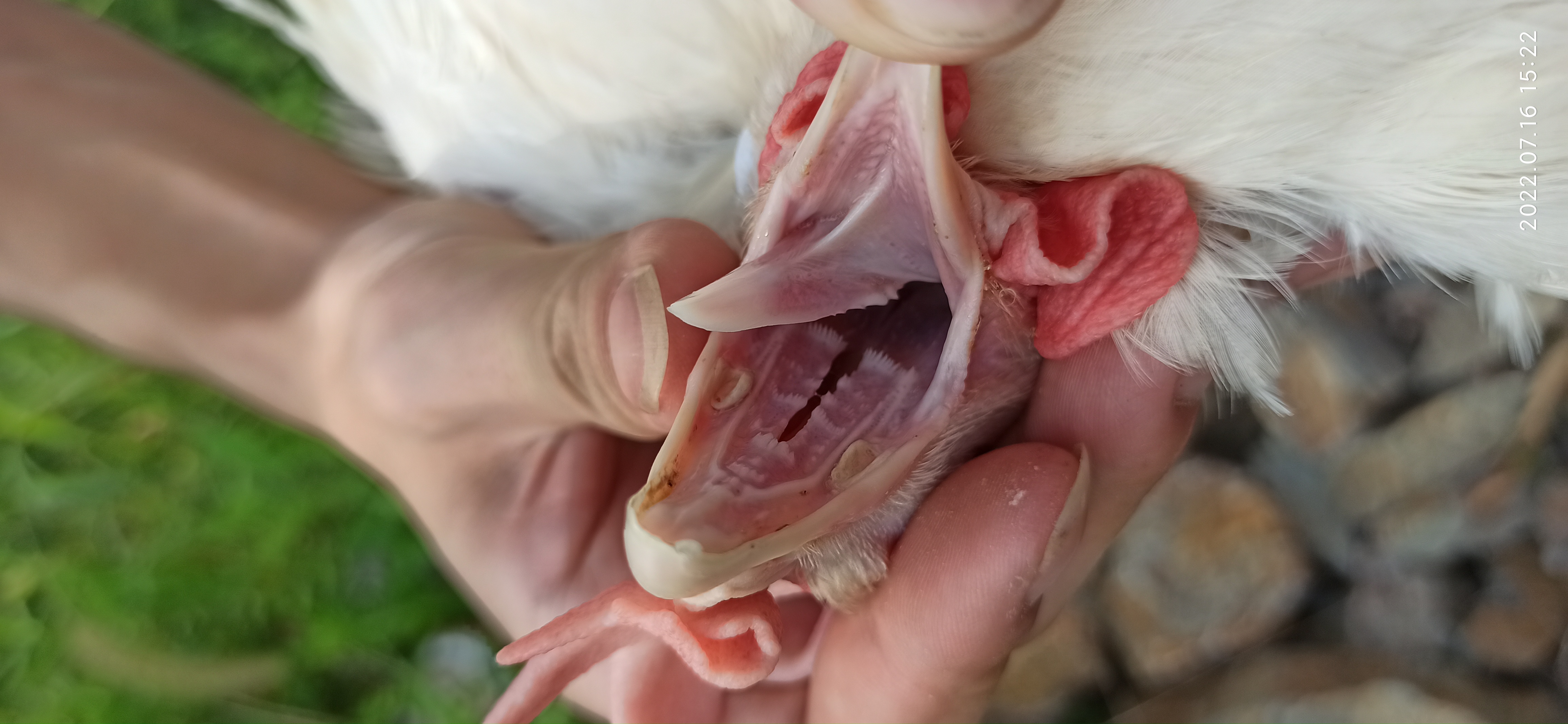 牧翔禽病研究院‖蛋鸡传染性贫血并发滑液囊支原体病例（湖北）69