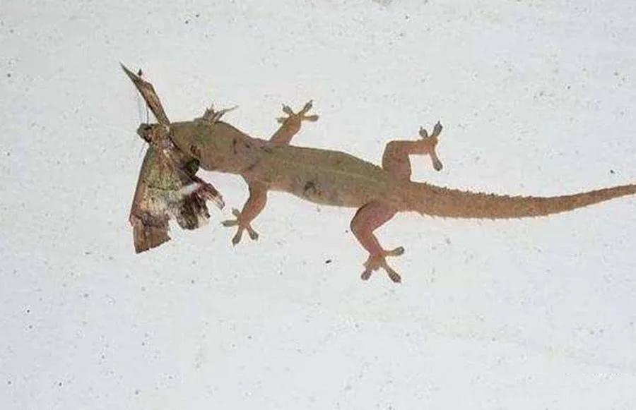 壁虎为什么会被称为五毒,壁虎为什么被称为五毒之一