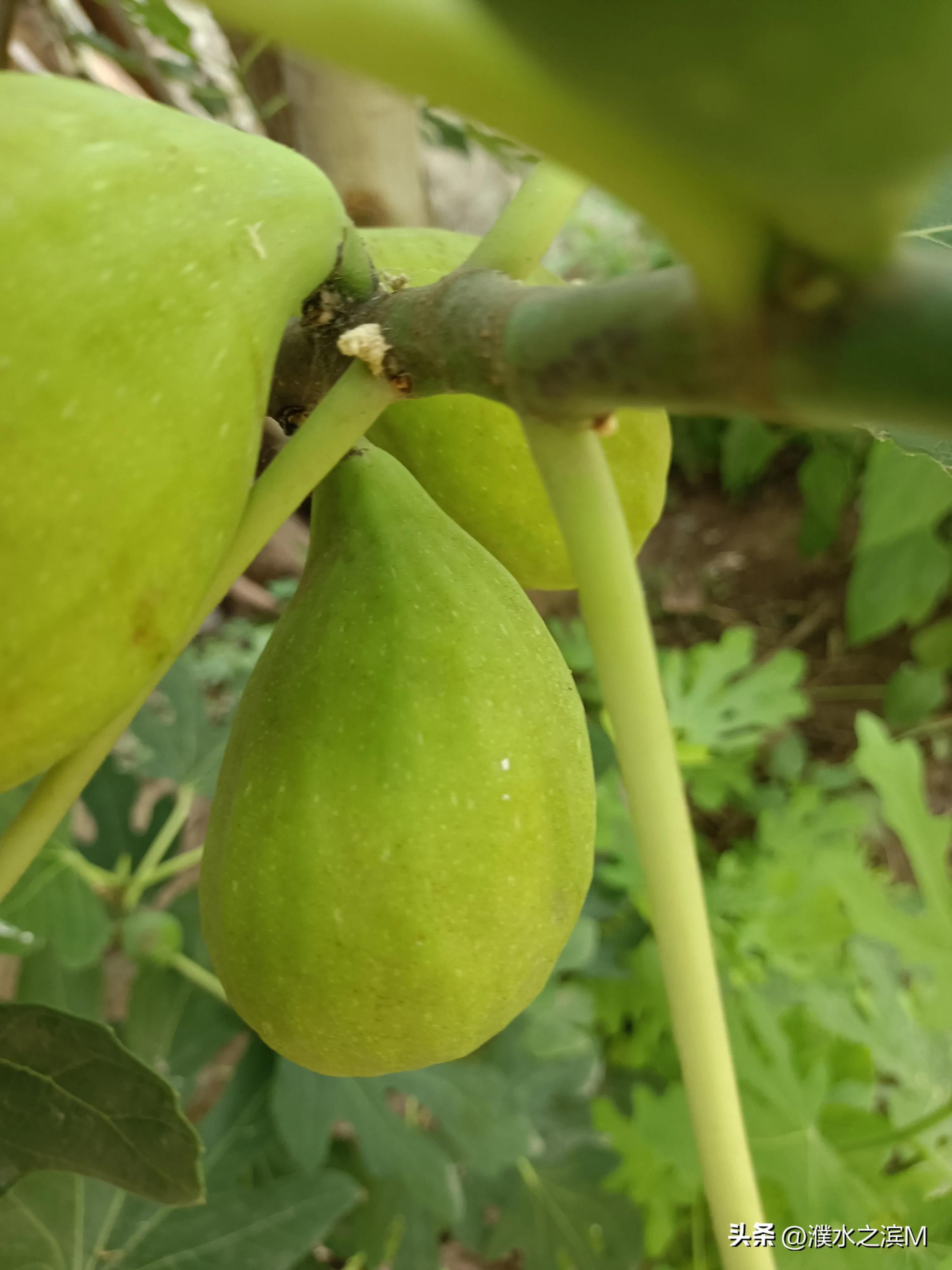 早市买包子,早市买股