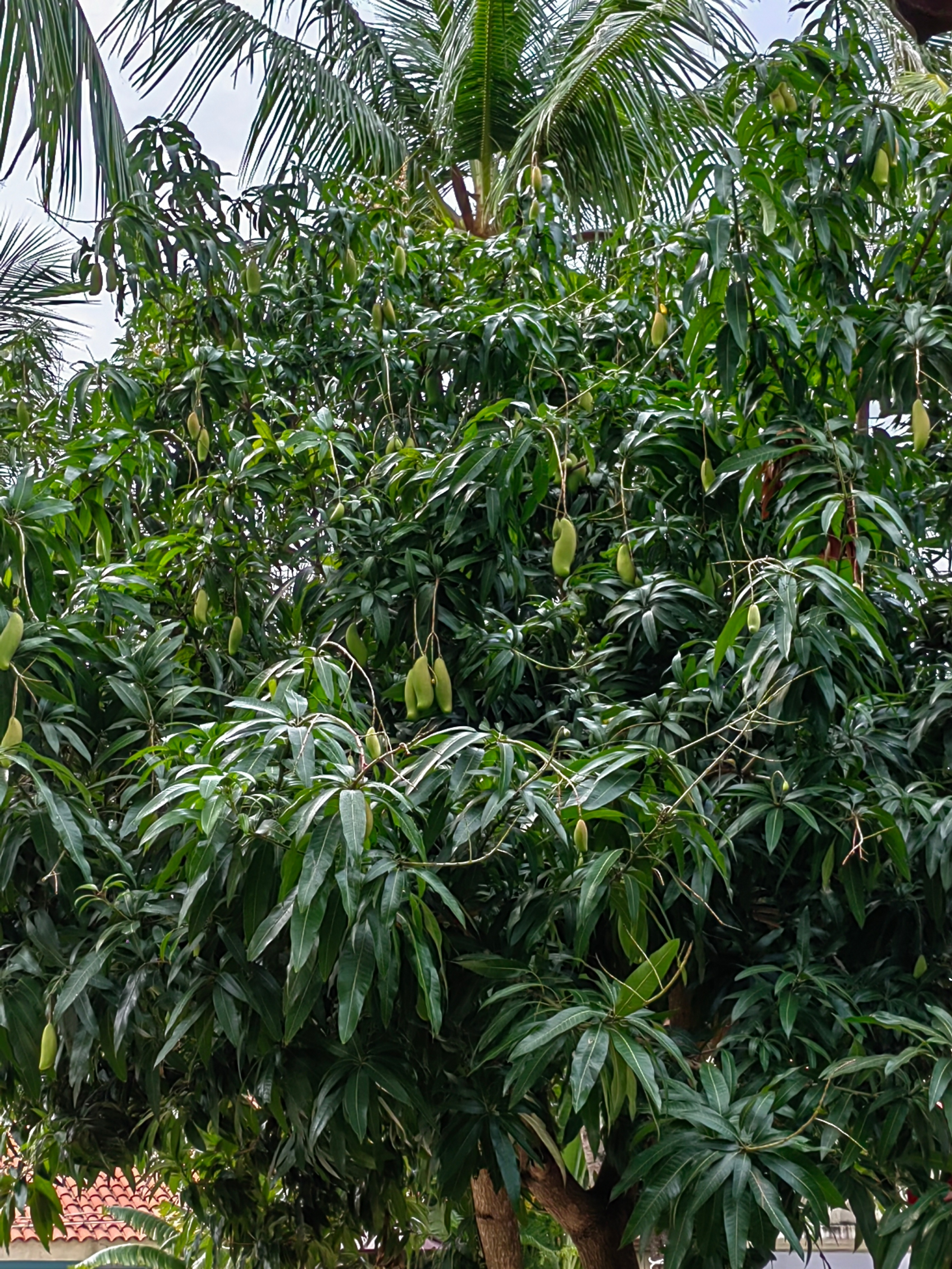 海南自驾环岛游攻略三亚出发,成都自驾海南环岛攻略路线
