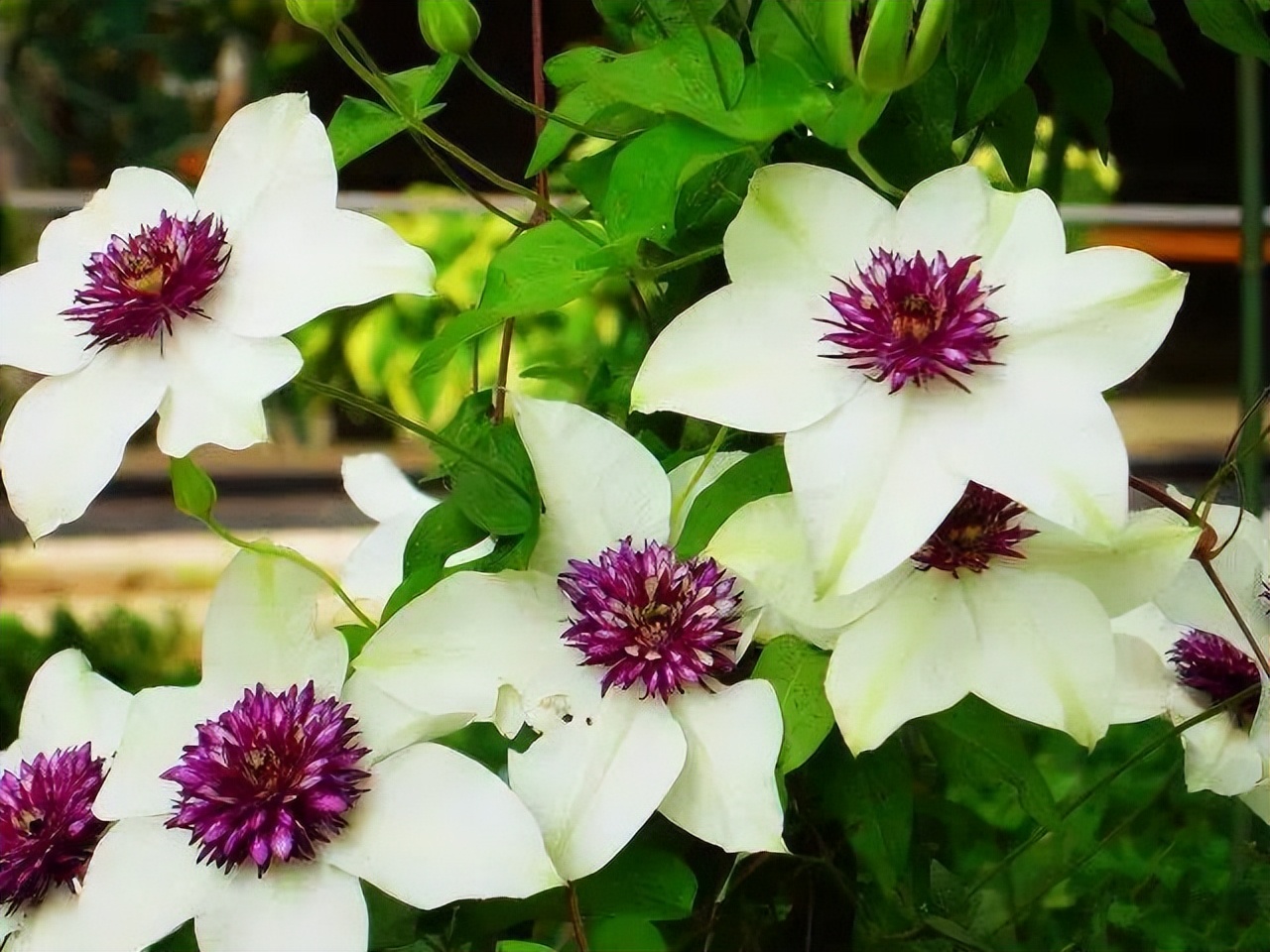 家里养花花草草便宜好养推荐,最便宜又好养的4种花草