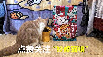 两个多月银渐层有泪痕正常吗,银渐层有耳螨泪痕严重怎么办