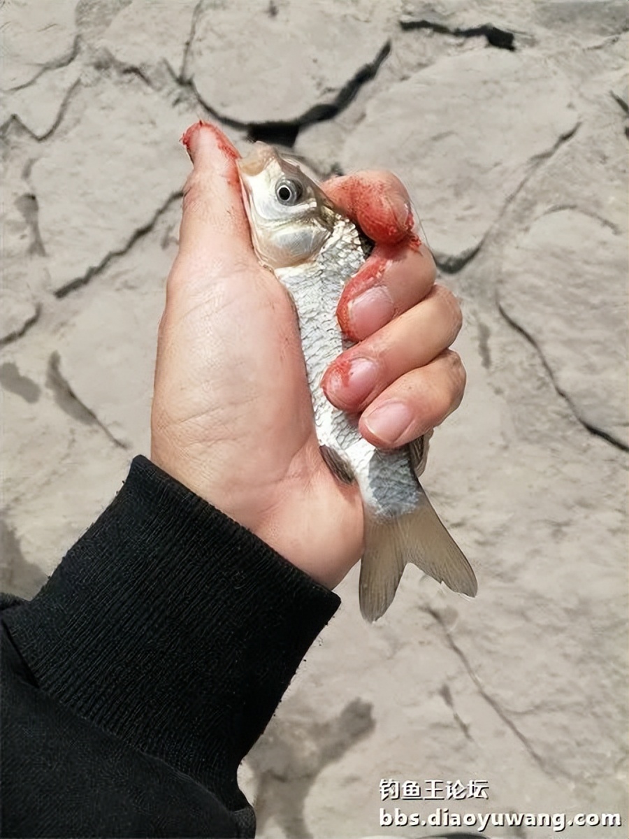 钓王钓鱼方法,钓鱼王试钓视频