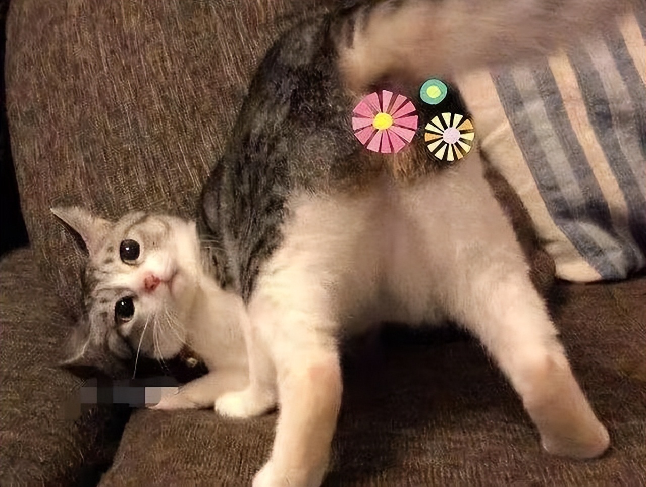 怎么挑选幼猫美短,怎么挑选幼猫性格