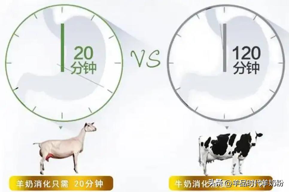 曹斌云教授讲羊奶六大好处,曹斌云教授讲羊奶的功效视频