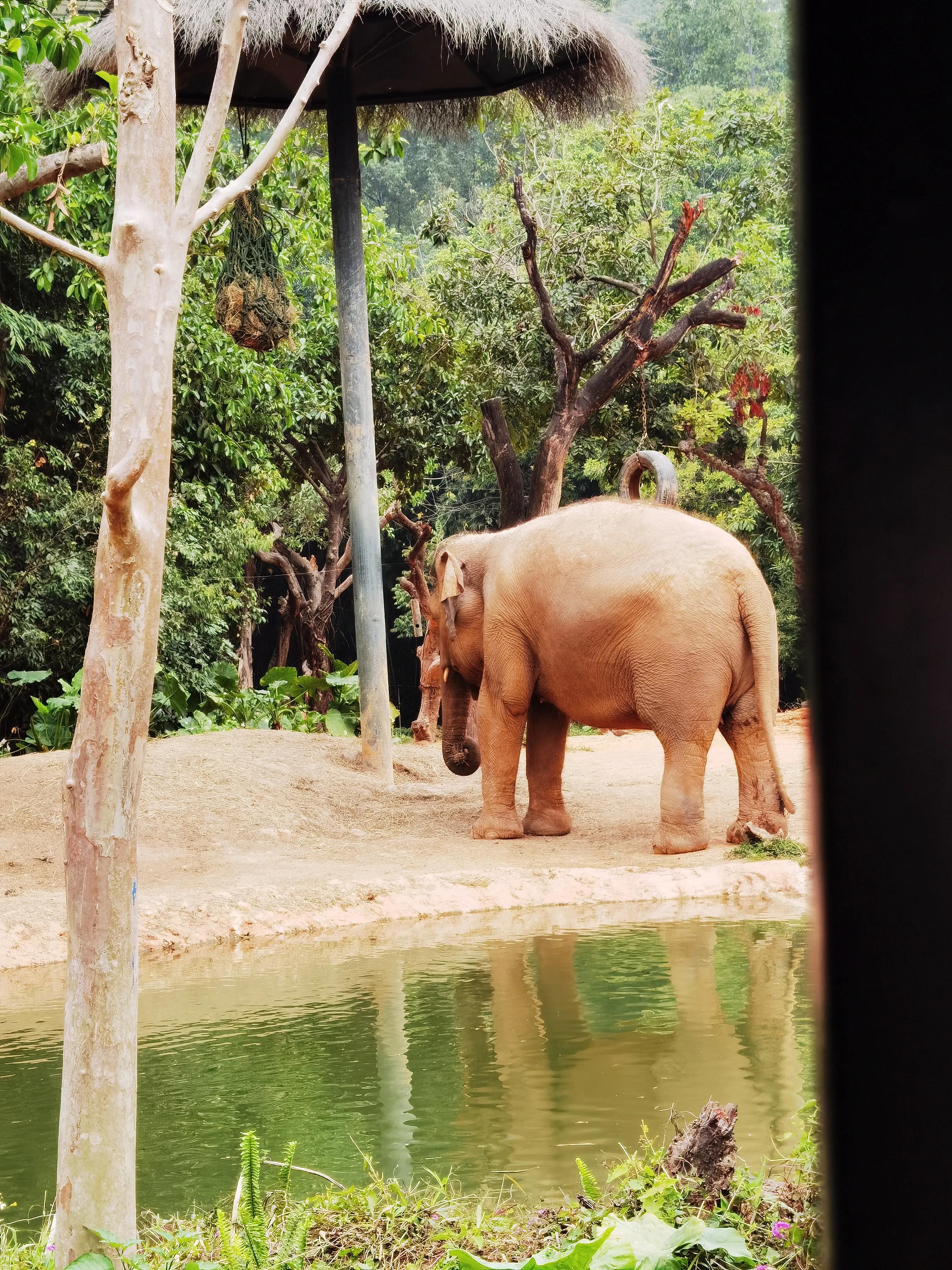 广州长隆野生动物园北门住宿,长隆野生动物园亲子游三天