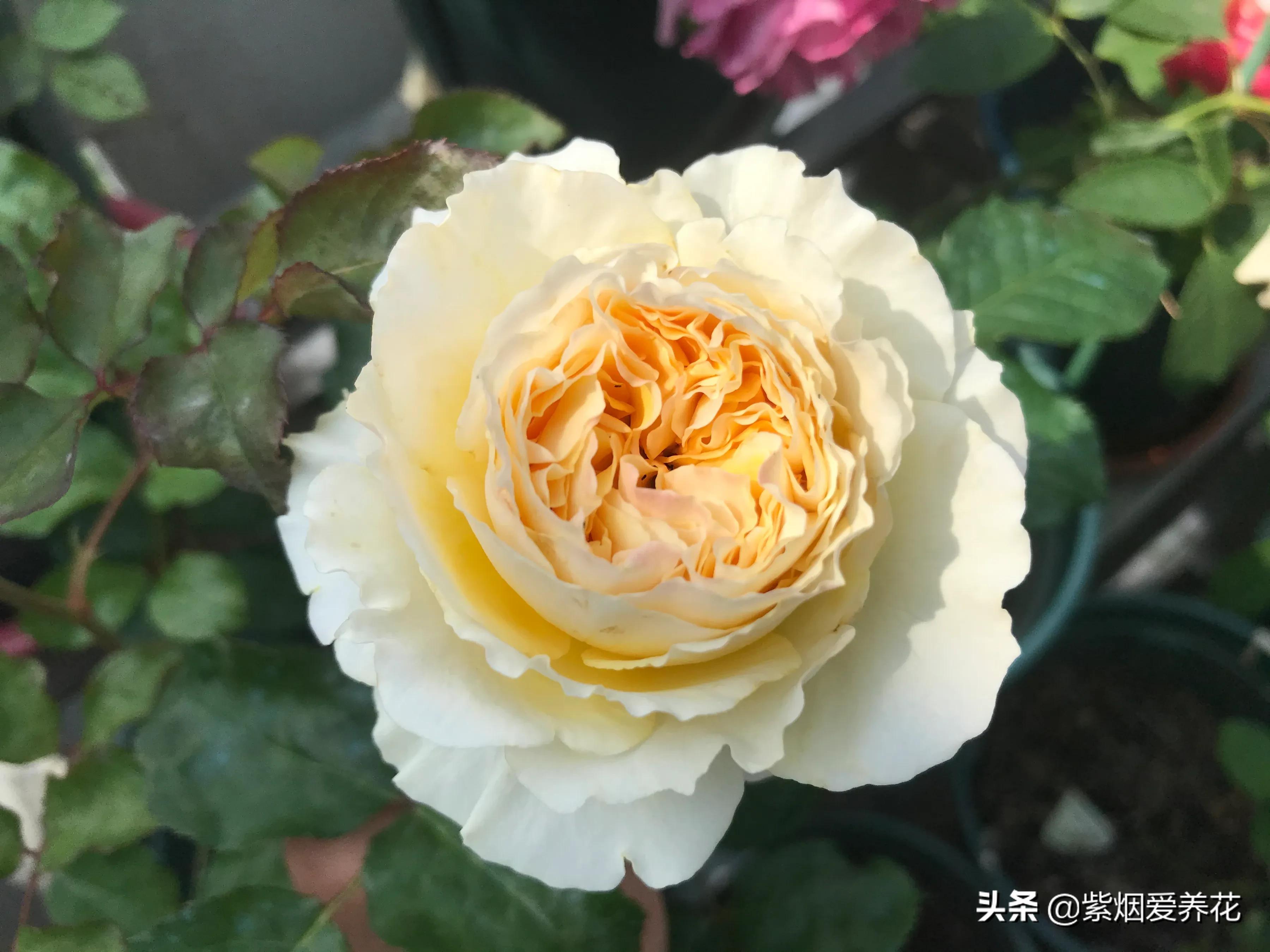 哪些月季仙气十足,又美又香的月季品种