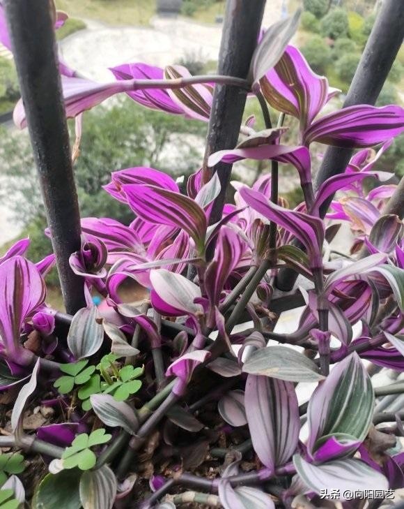 婚礼吊兰和油画吊兰哪个好看,一盆油画吊兰多少钱