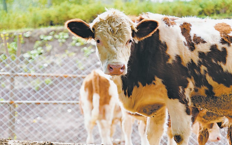 西门塔尔牛2024年5月最新价格表,西门塔尔牛养殖教程今日牛价