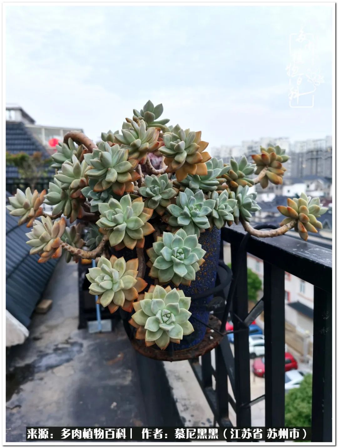 生活需要三分甜,生活需要一半禅意一半烟火