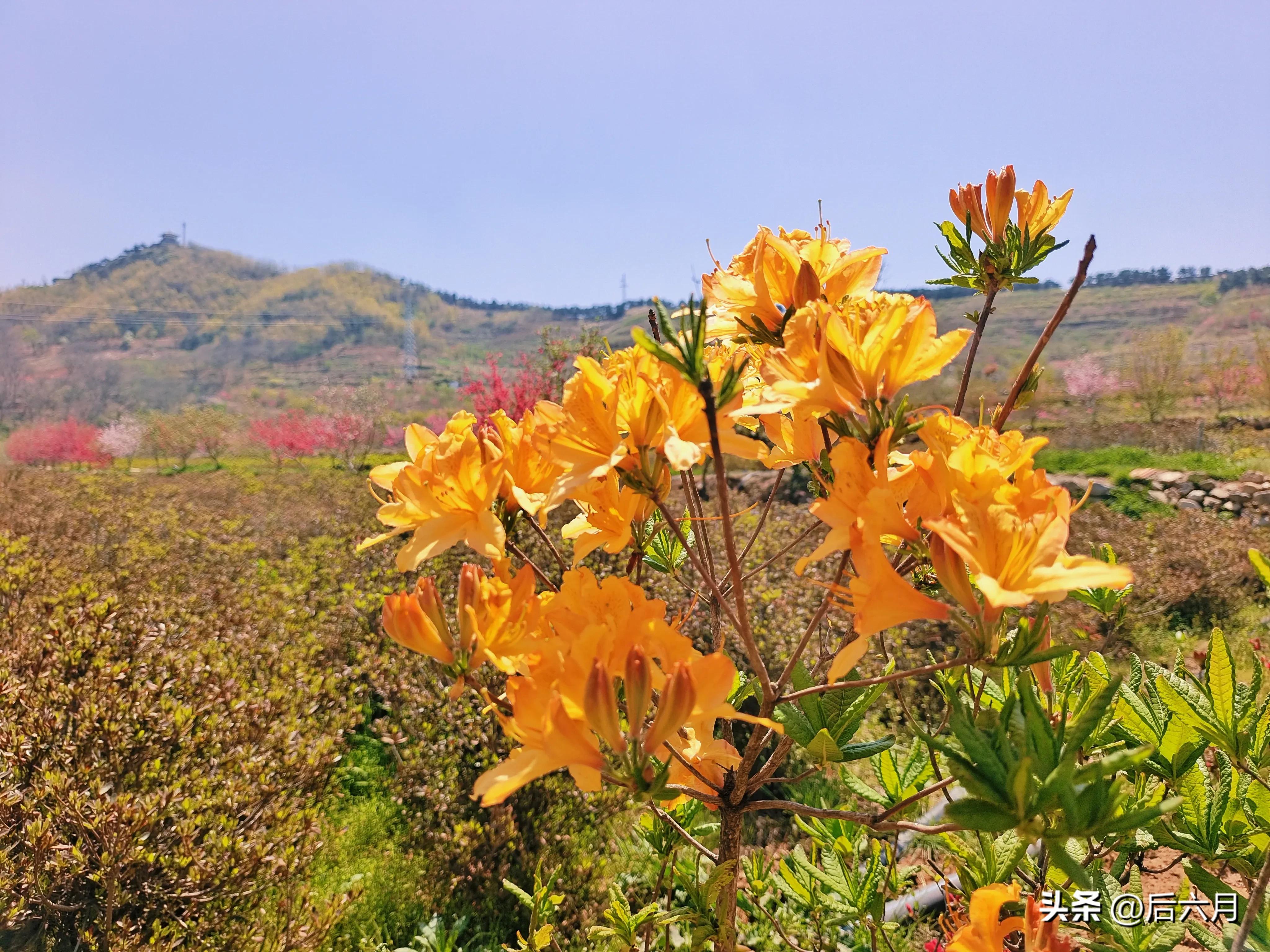 途游西海岸l无比方花园，杨家山里新添网红打卡地