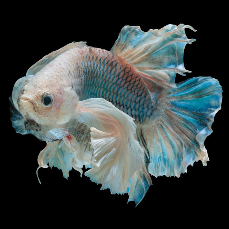 3秒“绞杀”同类！辽宁网友发现一条怪鱼揭秘斗鱼不为人知的秘密