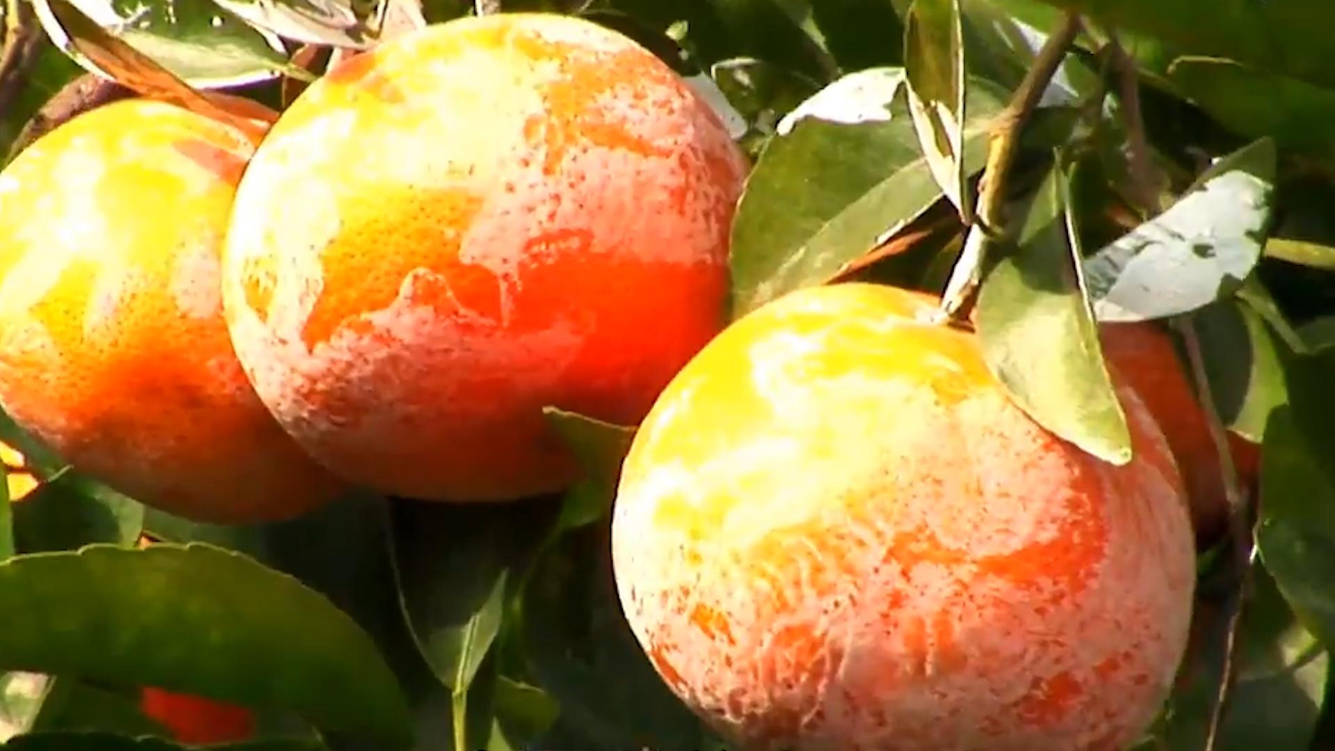 台湾柑橘滞销,台湾茂谷柑的价格