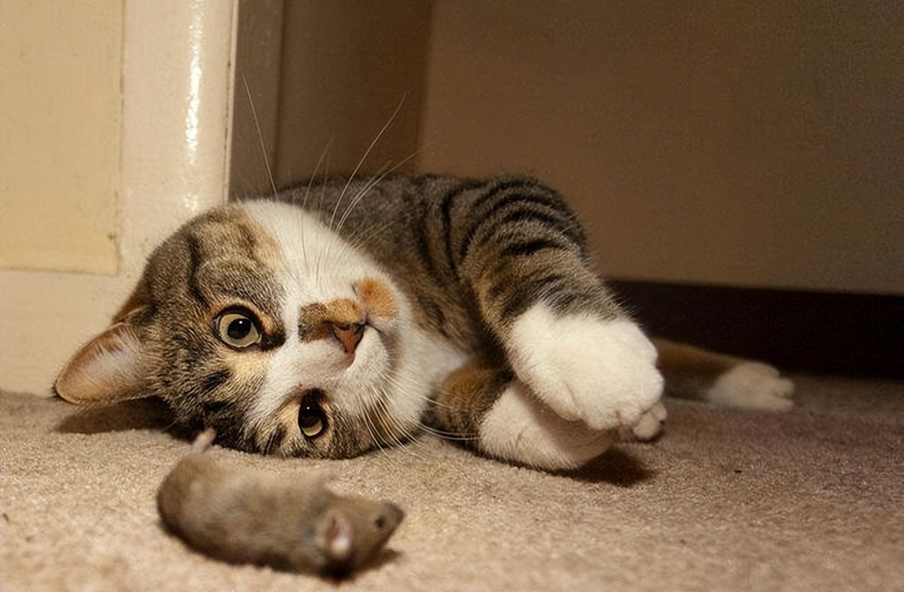 猫的哪些表现说明它喜欢你,猫咪喜欢你的八种表现