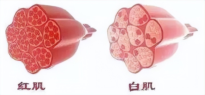 鲭鱼是发物吗能吃吗,鲭鱼有什么危害