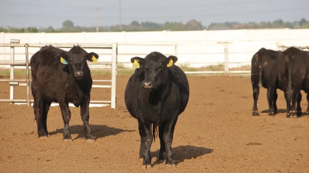聚焦发展，共赢未来！内蒙古通辽市扎鲁特旗领导莅临胜伟考察交流