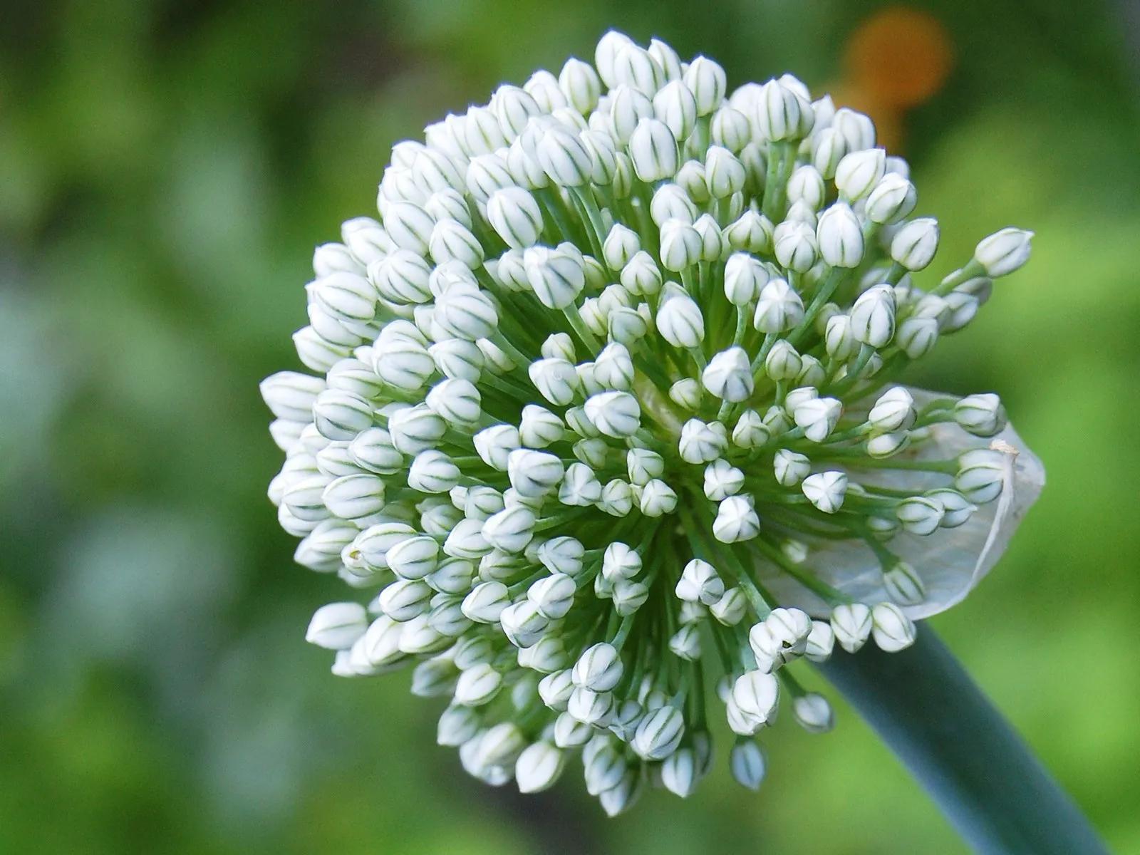 一花一世界经典图片,100种最美花卉图片