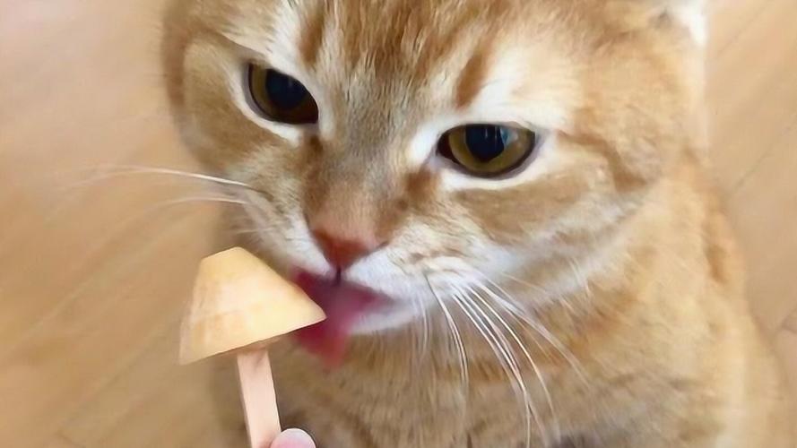 如何知道猫咪应激症状得到缓解,猫咪应激反应会出现哪些症状