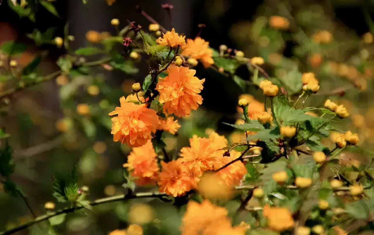 花园适合种的植物,在花园种植哪些植物比较适合