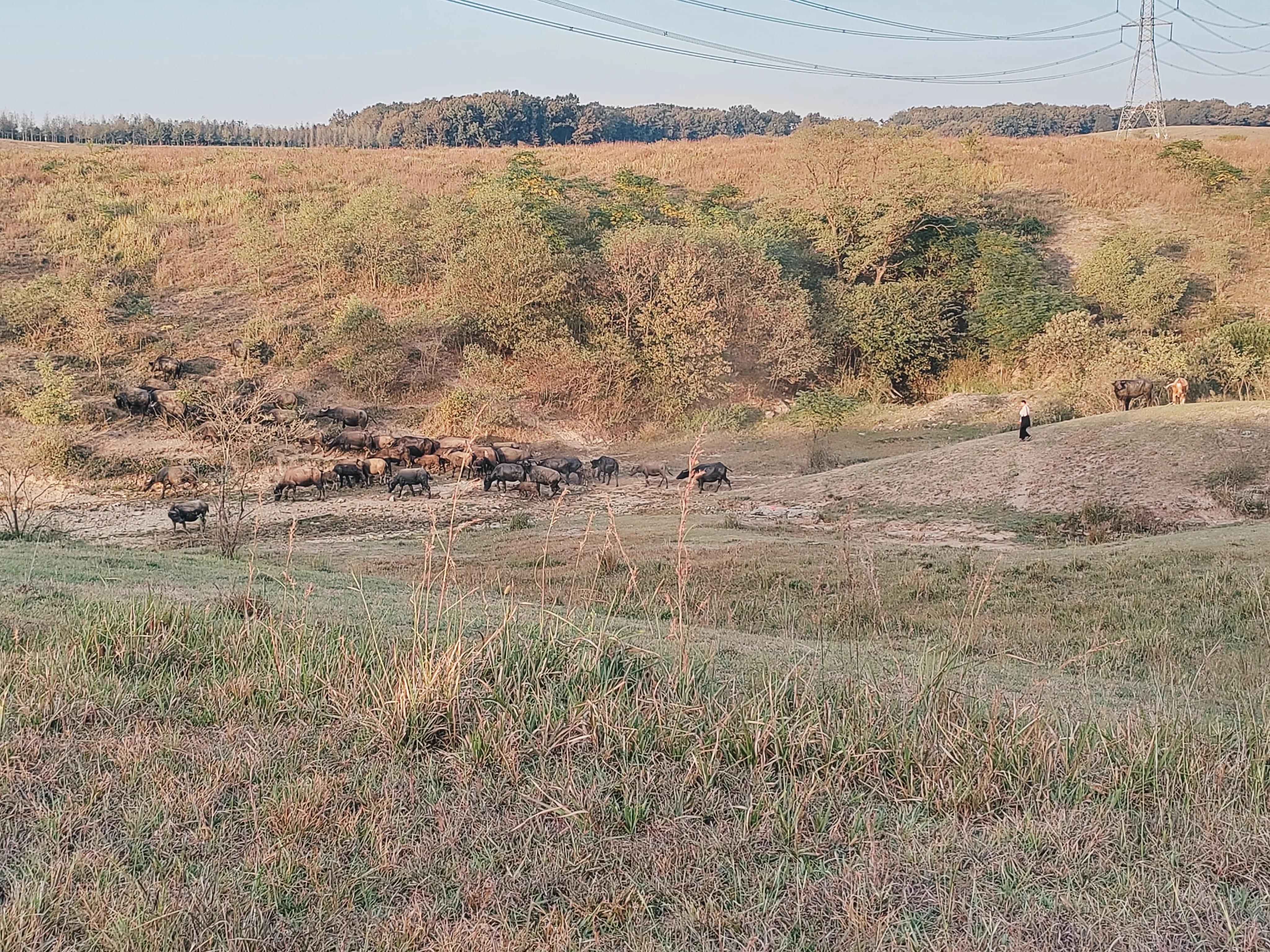 南京春天旅游露营攻略大全,大柳草场露营怎么走