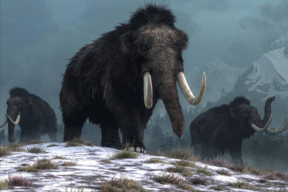 科学家复活的猛犸象怎么样了,科普如何复活一只猛犸象