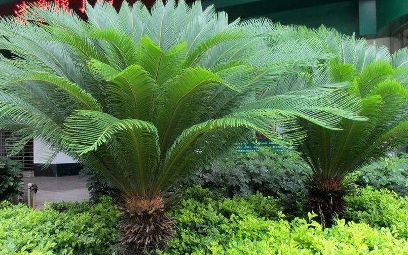 木本植物有哪些品种,什么观赏木本植物不怕冻不怕晒