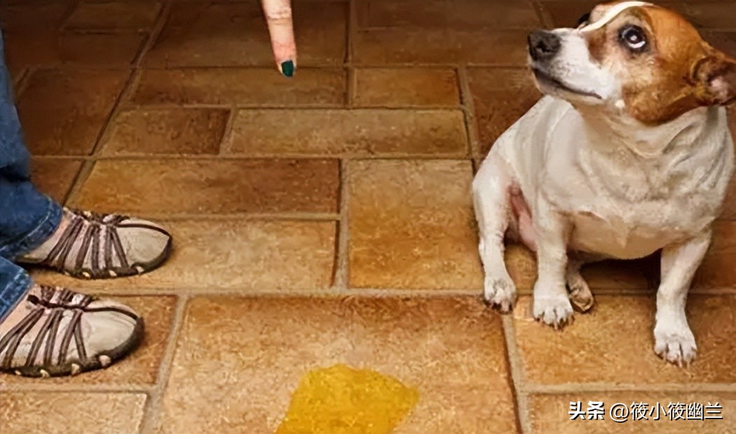 狗狗出了笼子就随地大小便,狗狗经常在屋里撒尿咋办