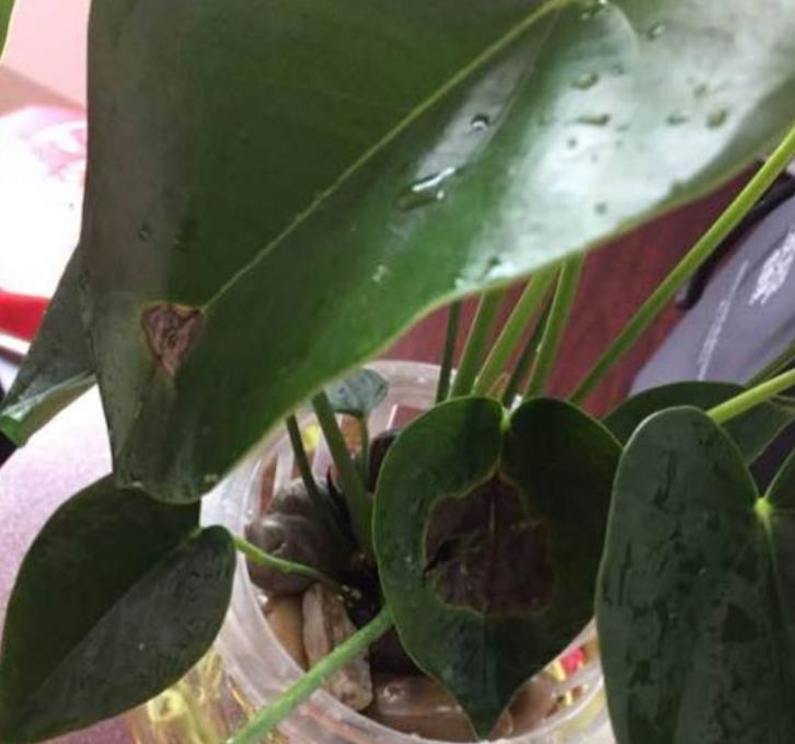 红掌叶子有黑斑怎么办,家里养的红掌突然蔫了怎么办