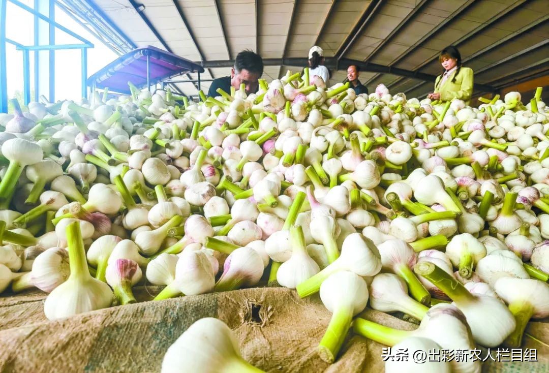 出彩新农人,出彩新农人成员