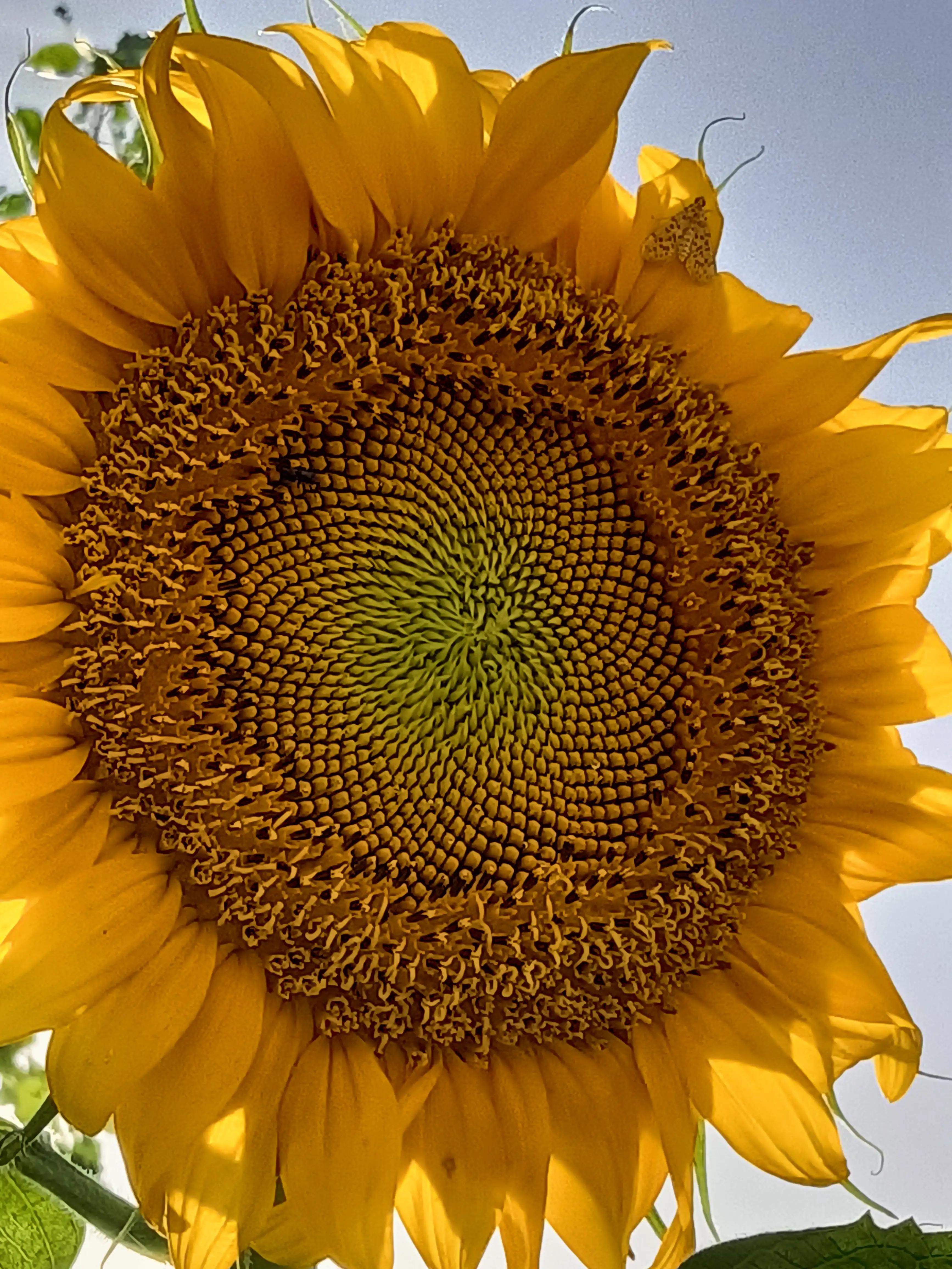 数学常用的构造法,数学构造的基本步骤