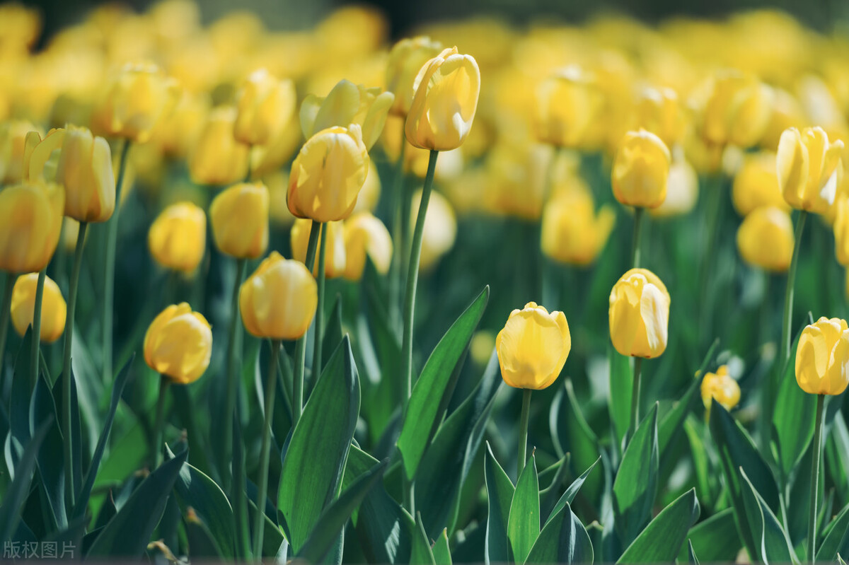 郁金香,郁金香开完花后怎么处理
