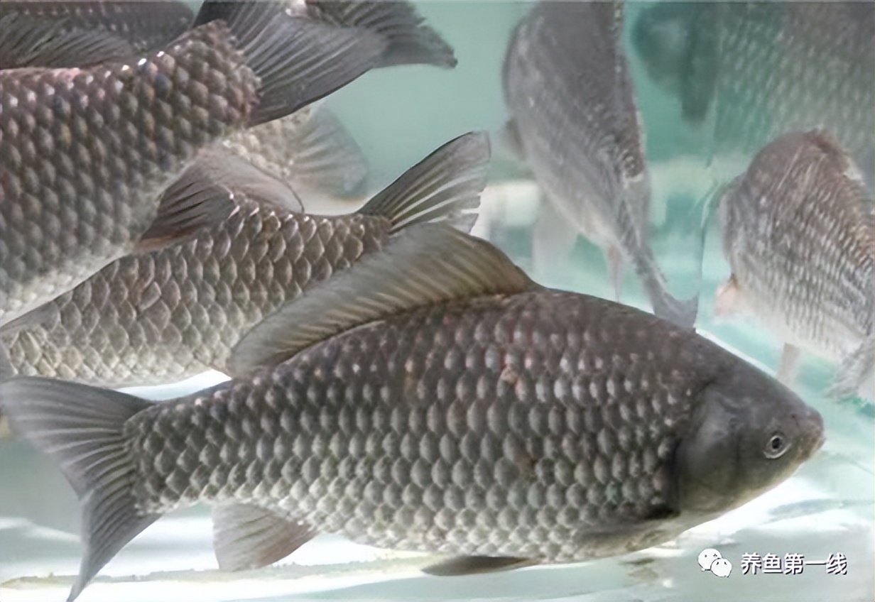 鱼饲料中的主要营养成分,鱼类饲料