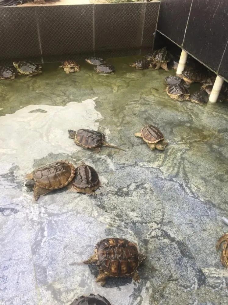 十大暴利养殖一个月能赚一万多,冷门养殖视频一年收入100万