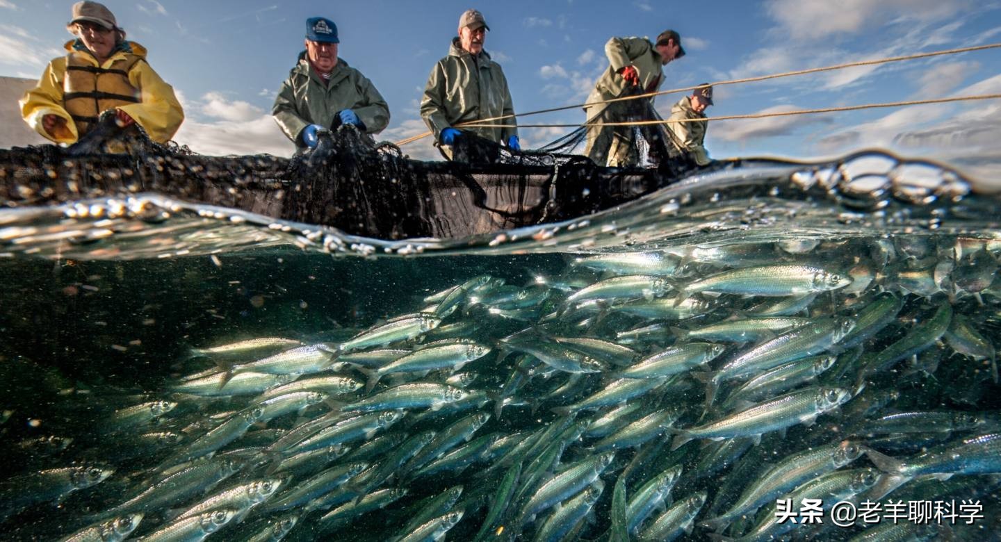 疯狂“抢”渔20年后，日本渔业陷入死局，扶不起就破罐子破摔？