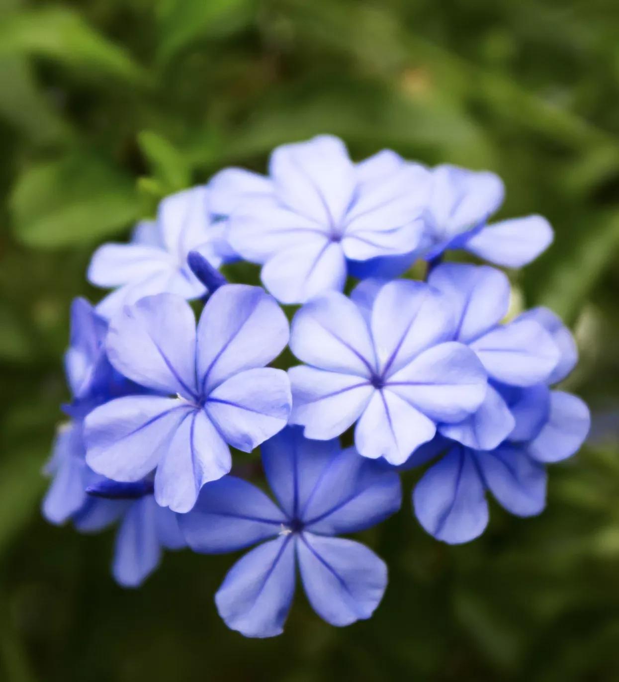 生长在衣服上的雪花,生长在热带草原的植物