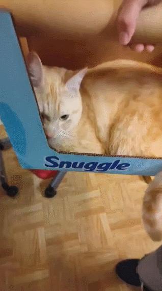 公鸡：他们在做啥午餐？猫：你老婆炖土豆