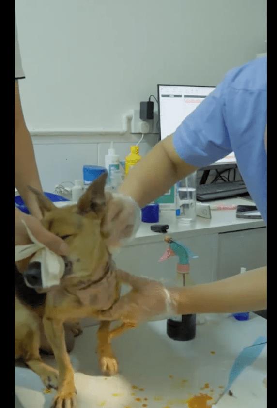 狗狗脖子被绳子系烂了,狗狗脖子烂了是怎么了