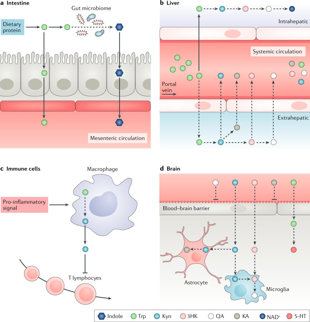 色氨酸代谢,色氨酸分解快会干嘛