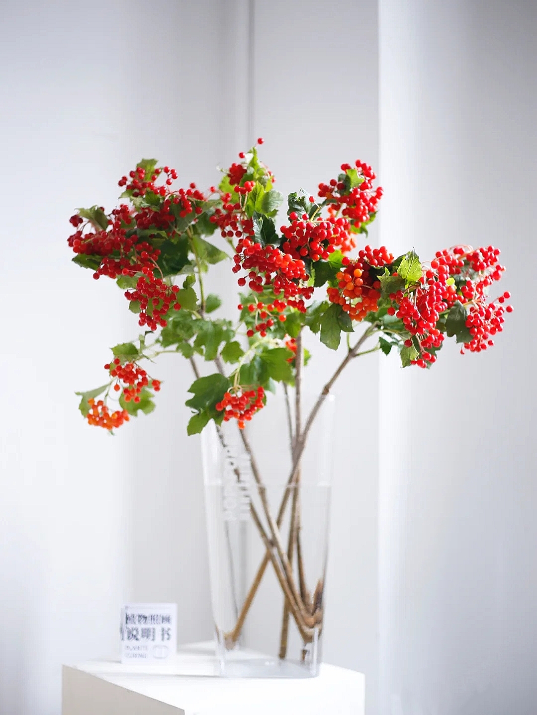 花艺教程花材打理知识,花艺教程常用花材及叶材有哪些