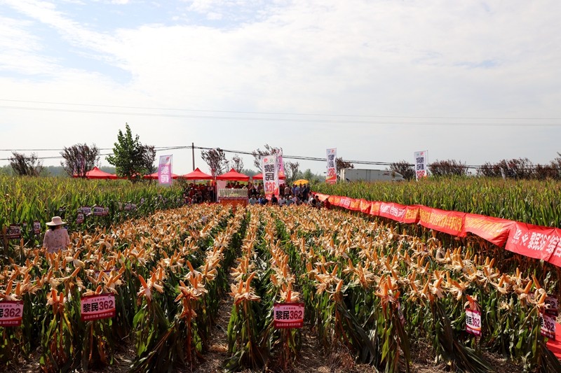 黎民362和黄金粮哪个高产,黎民362玉米种审定公告