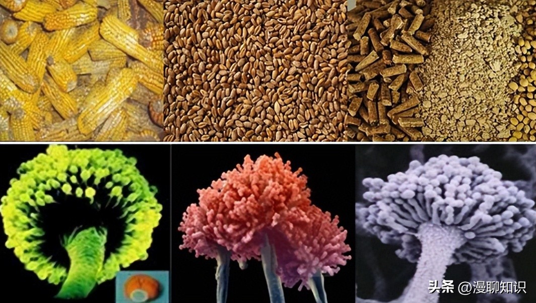 呕吐毒素超标对人体有什么危害,呕吐毒素多少剂量对身体造成危害