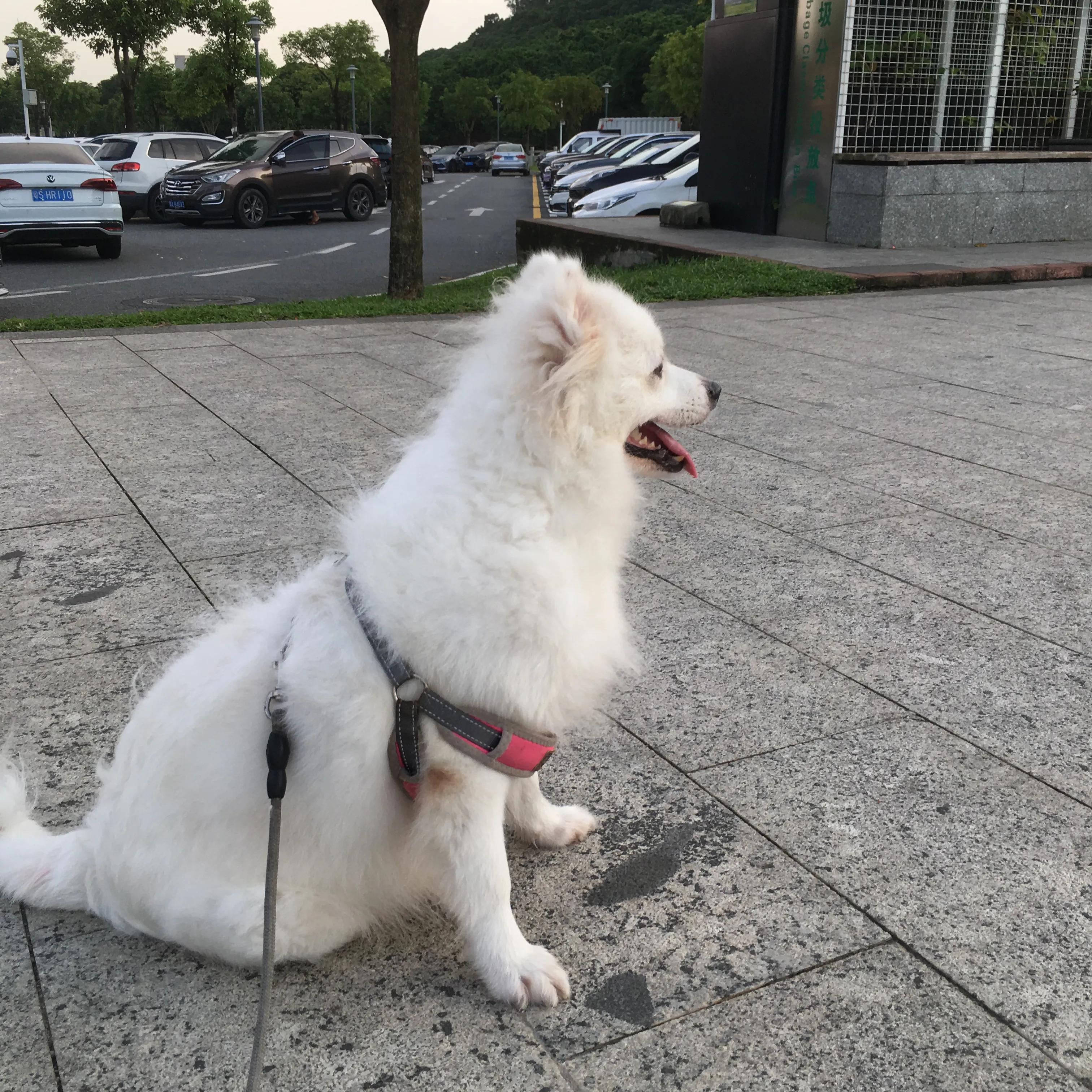 纯种银狐犬出售,纯种银狐犬照片