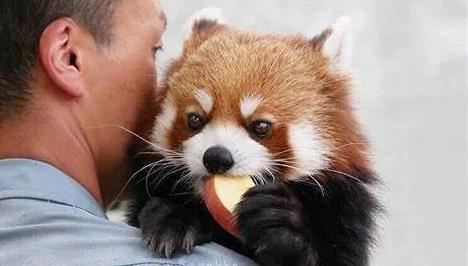 大熊猫真的安全了吗,大熊猫安全性能