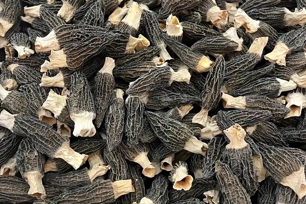 菌类养殖技术及利润,养殖什么菌类最赚钱