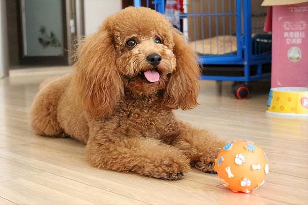 养宠小知识猫咪得了黄疸怎么办,泰迪急性肠胃炎需要注意什么