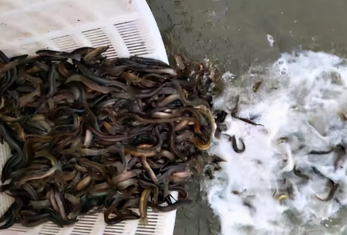 泥鳅党被抓视频,抓泥鳅钓鱼违法吗