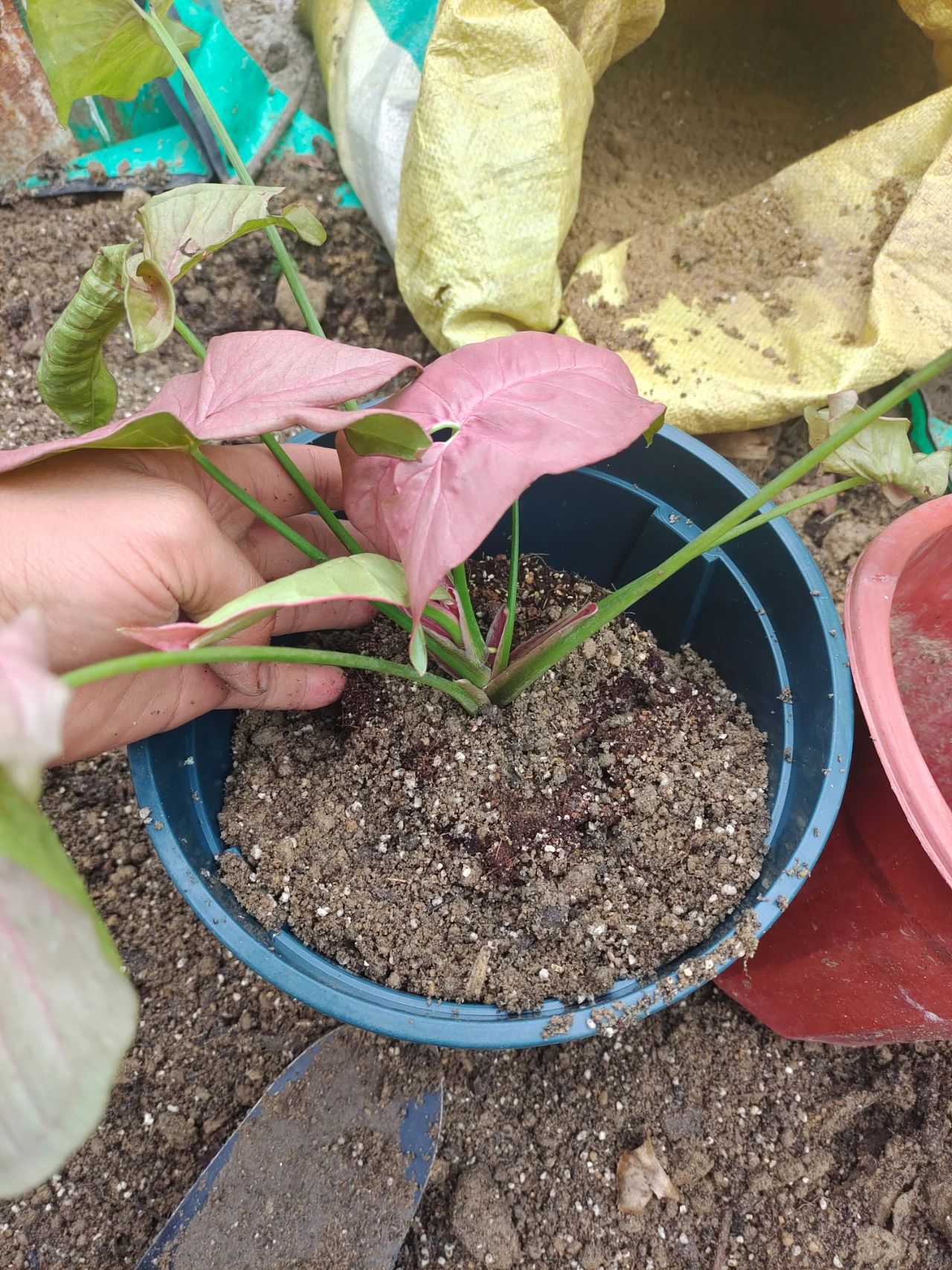 花卉植物冬季如何施肥,植物施肥的方法和注意事项